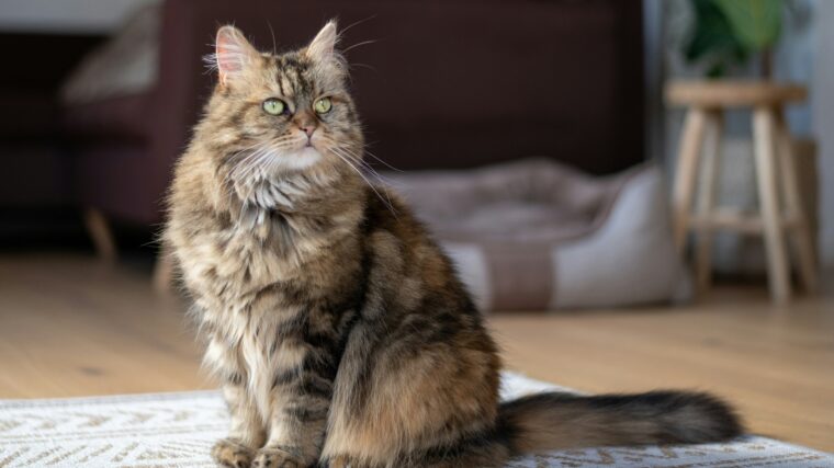 Main coon